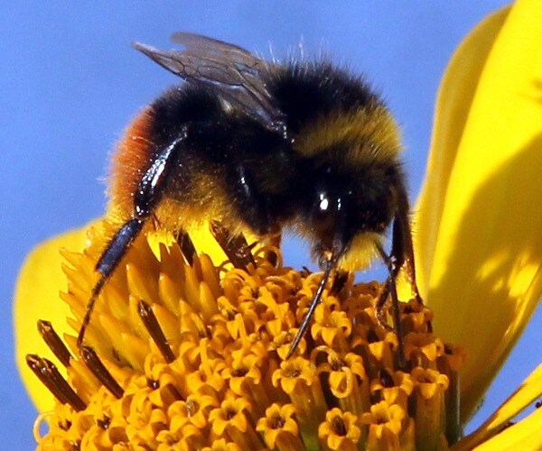 Study: Climate Change Is Killing Bumble Bees