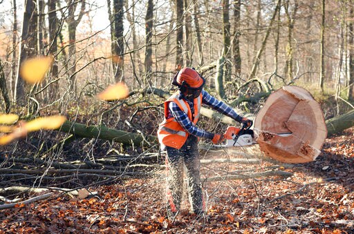 German Court: Ancient Forest Can be Cleared for Coal Mine