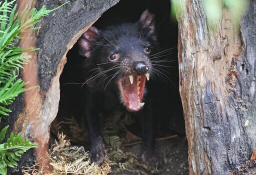 Feisty Tasmanian Devils Roaming Australian Mainland again