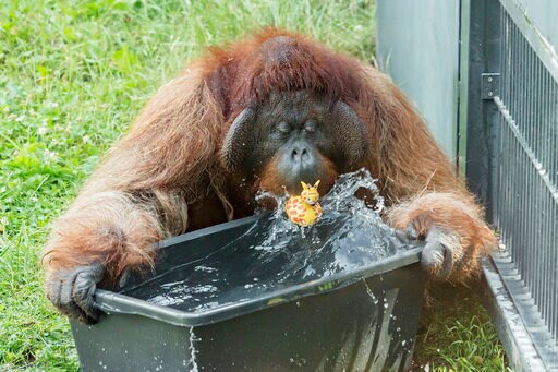 Orangutans Make a Splash at Vienna Zoo as Europe Swelters