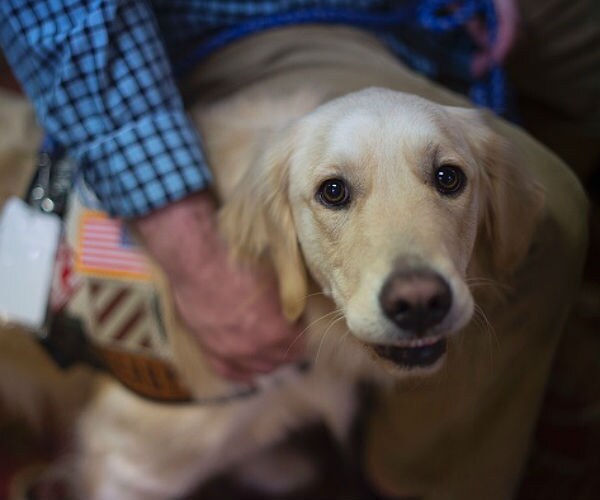 Pentagon Report: Canine War Heroes Mistreated by Army