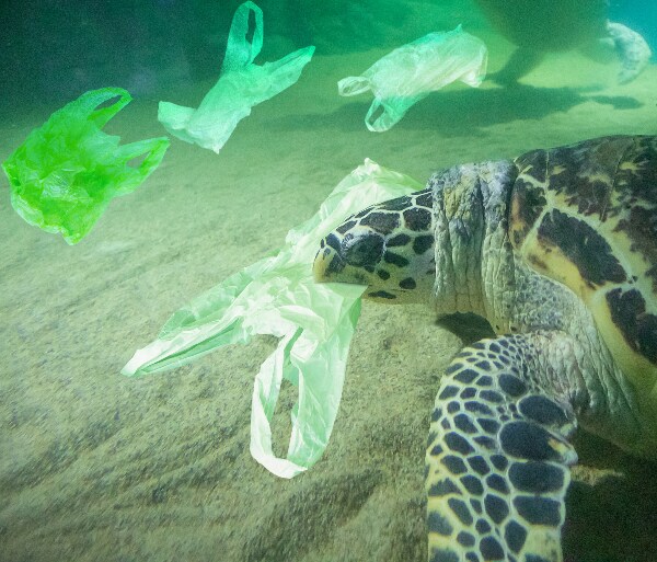 United States Is World's Biggest Plastic Polluter, Report Finds