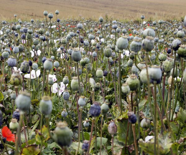 Cops Stumble on Field Containing $500 Million Worth of Opium in North Carolina