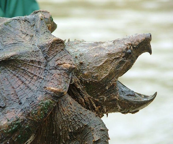 Teacher Allegedly Feeds Puppy to Snapping Turtle