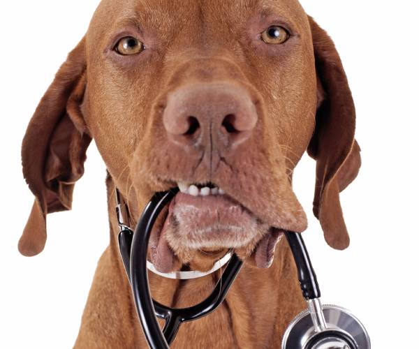 dog with a stethoscope