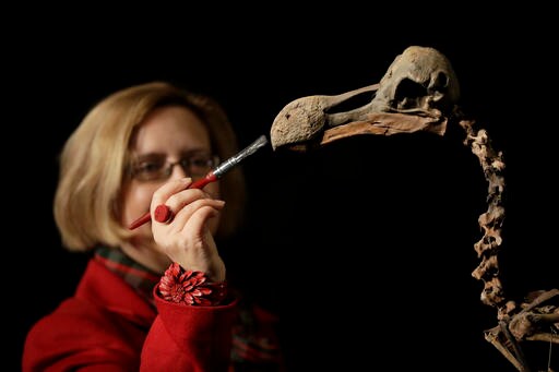 Composite Skeleton of Dodo Bird to be Auctioned
