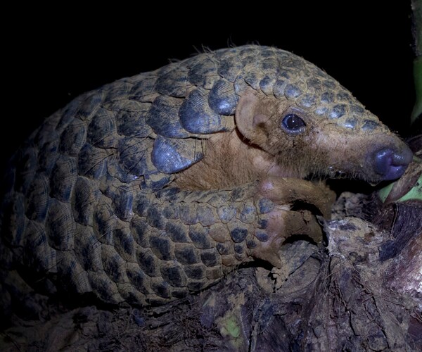 Pangolin Trade Ban May Help the Little Anteater Survive