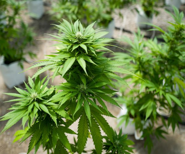 Arkansas Supreme Court: Medical Marijuana Vote Can Go Forward