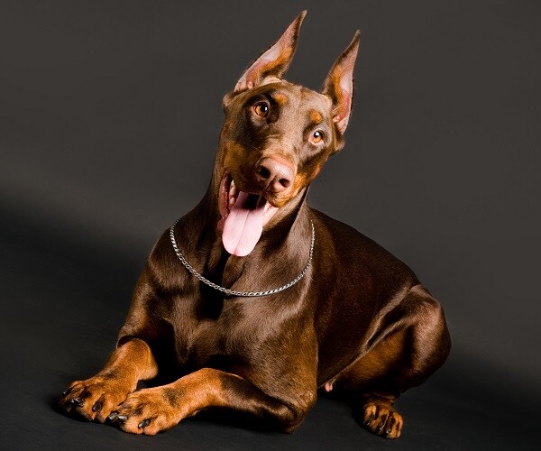 Boy Sells Own Toys for His Service Dog's Care