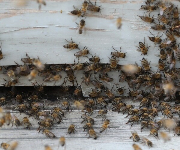 60,000 Bees Stolen From Grocery Company's Pollinator Field