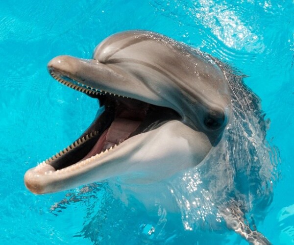 bottlenose dolphin