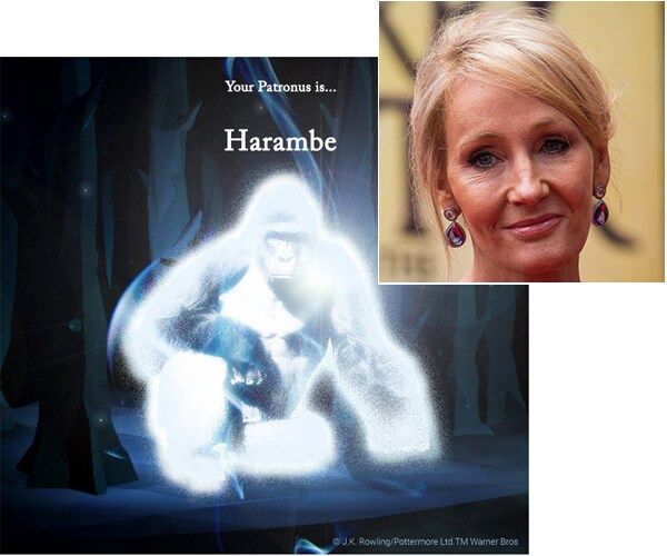 JK Rowling: Sorry Internet, Harambe Is Not a Patronus Choice