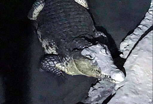 Russian Police Face the Unexpected: Crocodile in Basement