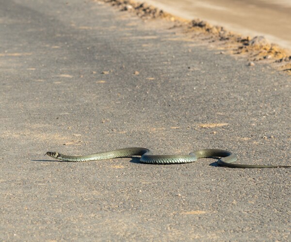 Police Stop Traffic to Let Snake Slither Across Road