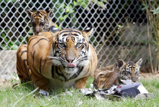 Critically Endangered Sumatran Tigers Lose 3 to Animal Traps