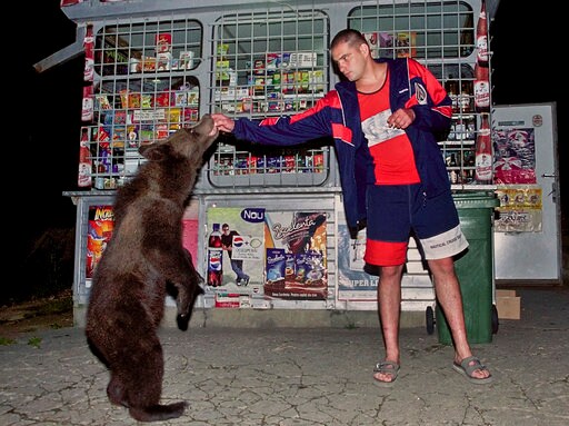 Romania: Protective Mama Bear, Cubs Cut off Dracula's Castle