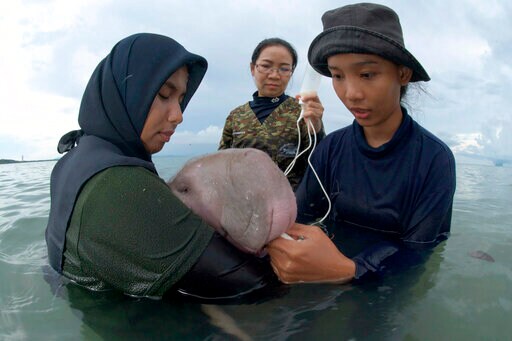 Thai Vets Nurture Lost Baby Dugong with Milk and Sea Grass