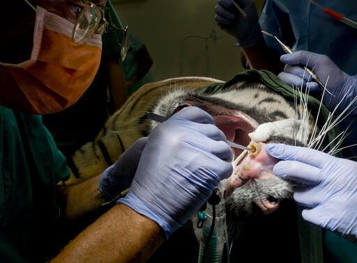 Tiger at Rome Zoo Undergoes Root Canal  No Bones for a Bit