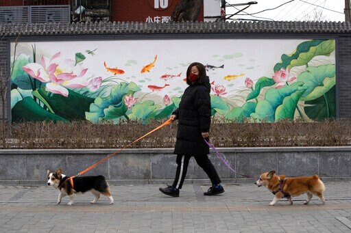 Dogs, Cats Can't Pass on Coronavirus, but Can Test Positive