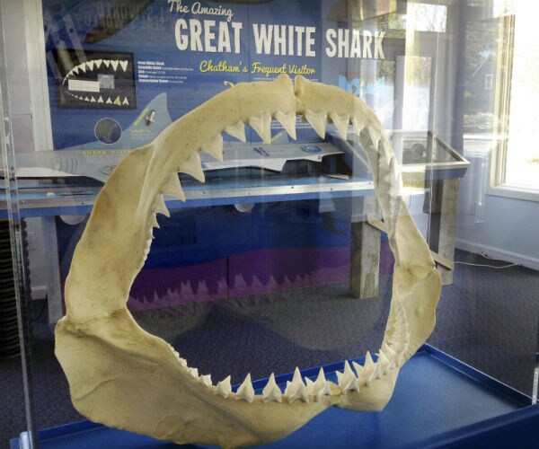Shark Teeth 25 Million Years Old Found on Australia Beach