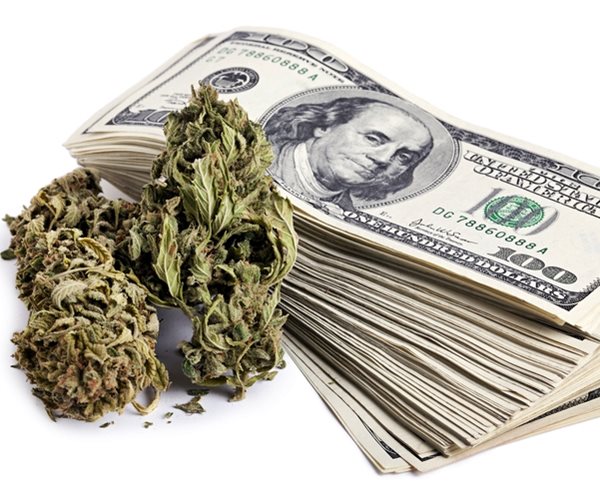 marijuna buds and a large stack of 100 us dollar money notes isolated on white background

