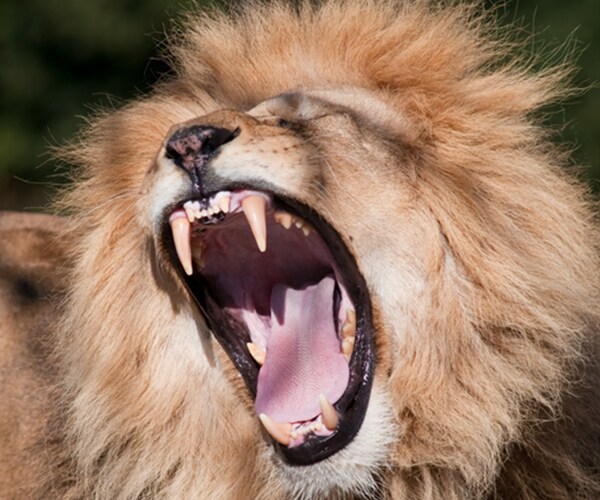 Investor 'Animal Spirits' Higher Today Than a Year Ago