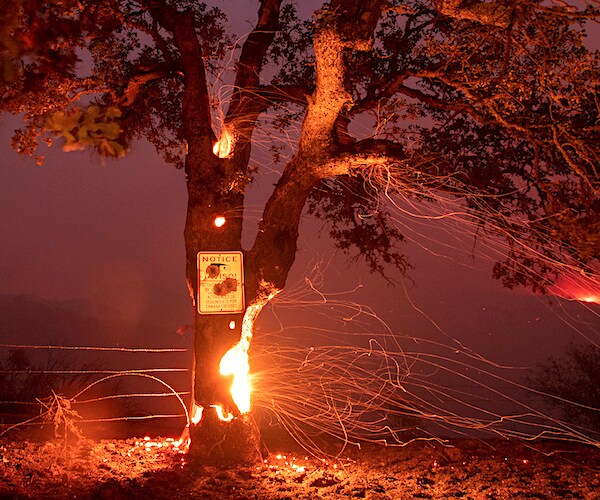 a tree in california is burning in embers