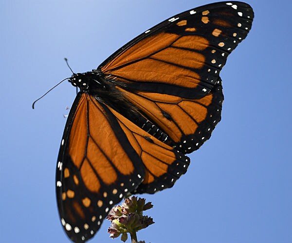 Misplaced Monarchs: Clusters of Butterflies Stuck up North