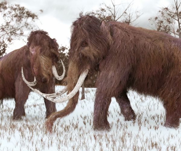 Woolly Mammoths Study: More Males Died From Accidents Than Females