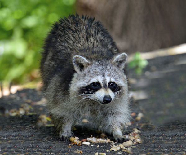 Raccoon Attacks Baby in Philadelphia Apartment, Parents Say