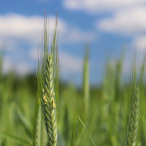 Native American Farm Fund to Distribute $266M in Settlement