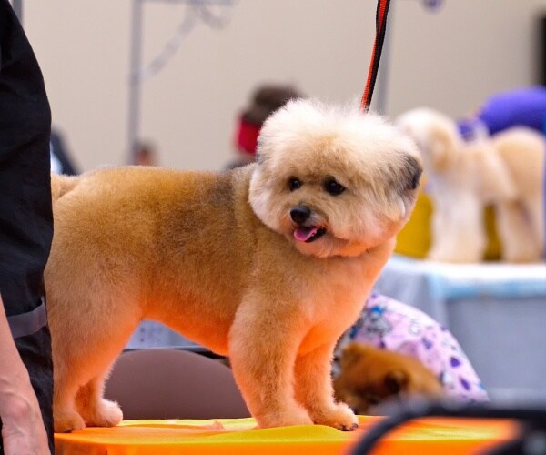 New Dog Grooming Series Slammed Over Claims of 'Animal Abuse'