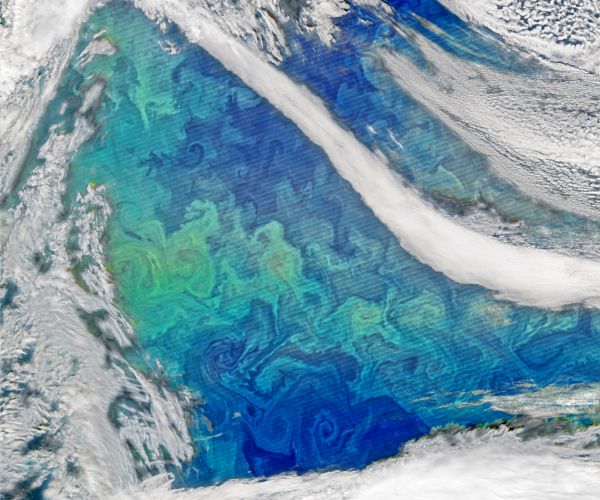 NASA Phytoplankton Bloom Photos More Like 'Water Art' Come to Life