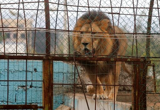 Police Take Lions, Others Away from Private Zoo in Albania