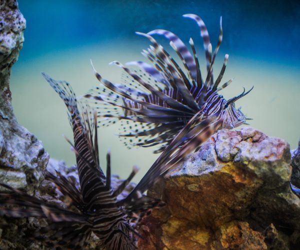Diver Stung by Venomous Lionfish Off Florida Coast in Stable Condition