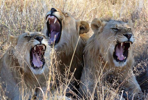 South Africa Approves Export of 800 Lion Skeletons This Year