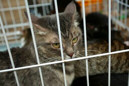 Russian Fire Teams Save 300 Cats from Burning Animal Shelter