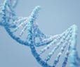 Genetics Accounts for up to 55% of Life Expectancy