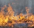 Wildfire-Prone Weather Days Increase Globally