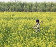 India-US Trade Pact and Its Impact on Millions of Indian Farmers
