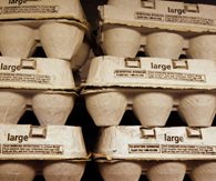 Egg Prices Drop but Cost of Food Still High