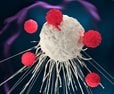 Cancer Immunotherapies More Effective in Morning