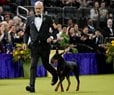 Penny the Doberman Pinscher Wins the 150th Westminster Dog Show