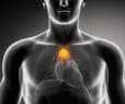 Thymus Gland Key to Fighting Cancer, Heart Disease