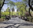 Trees Lower Heart Disease Risk in Cities