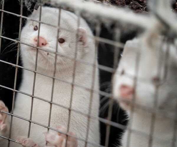 Mutant Coronavirus Seen Before in Mink Farms