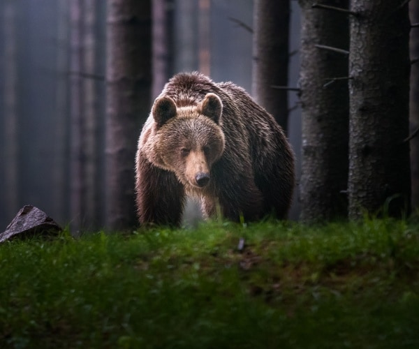 2 Soldiers Injured in Alaska Bear Encounter