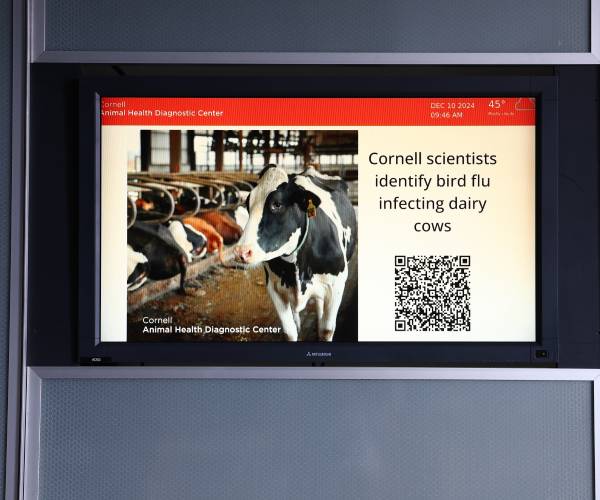 CDC: Bird Flu Shows Mutations in First Severe Human Case in US