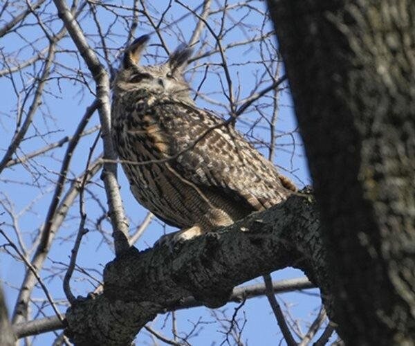 Flaco‚ Escaped Central Park Zoo Owl‚ Dies