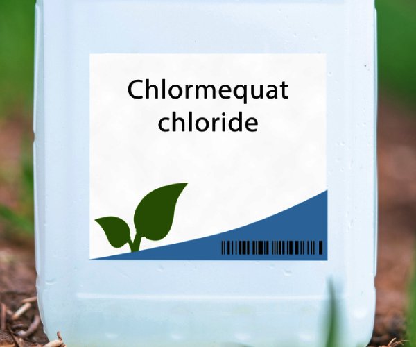 Study&colon; 4 in 5 Test Positive for Toxic Oat Chemical